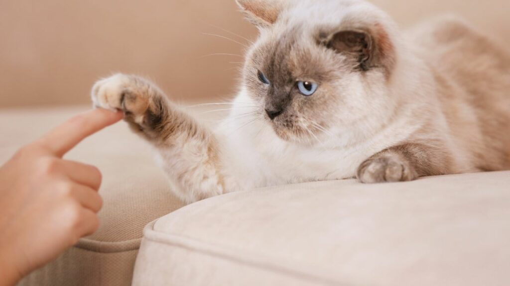 Gato cinza tocando a pata na mão de uma pessoa.