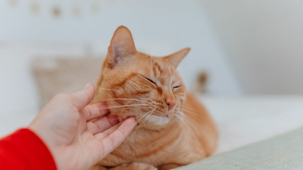 Gato Laranja Recebendo Carinho.