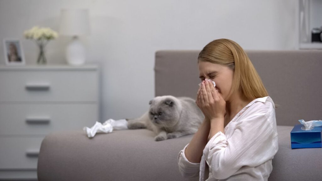 Mulher espirrando com gato cinza deitado no sofá.