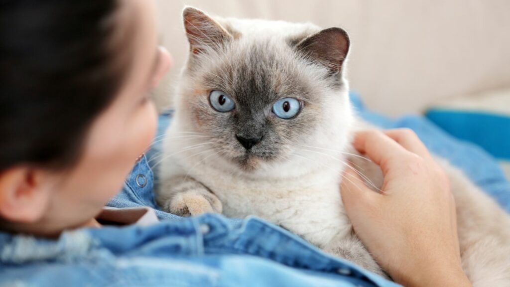 Mulher segurando gato cinza de olho azul.