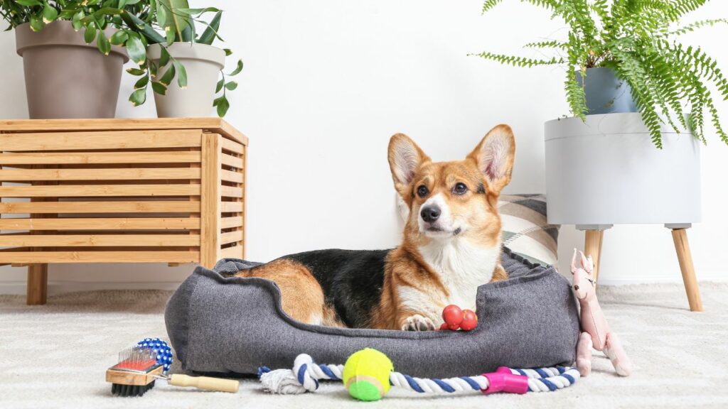 Cachorro deitado na caminha com brinquedos.