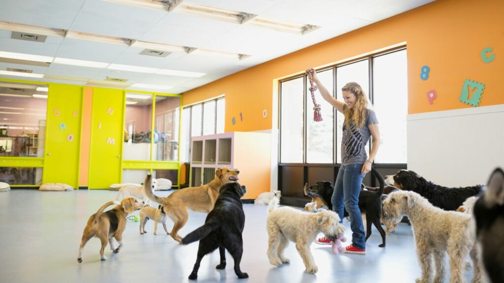 Cachorros brincando com treinadora na creche.