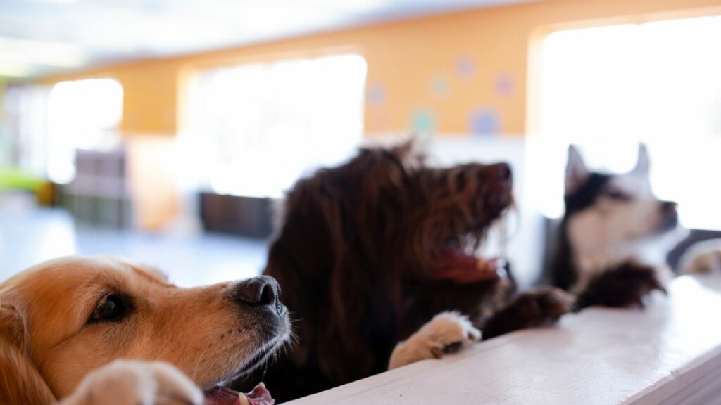 Cachorros em pé no balcão.