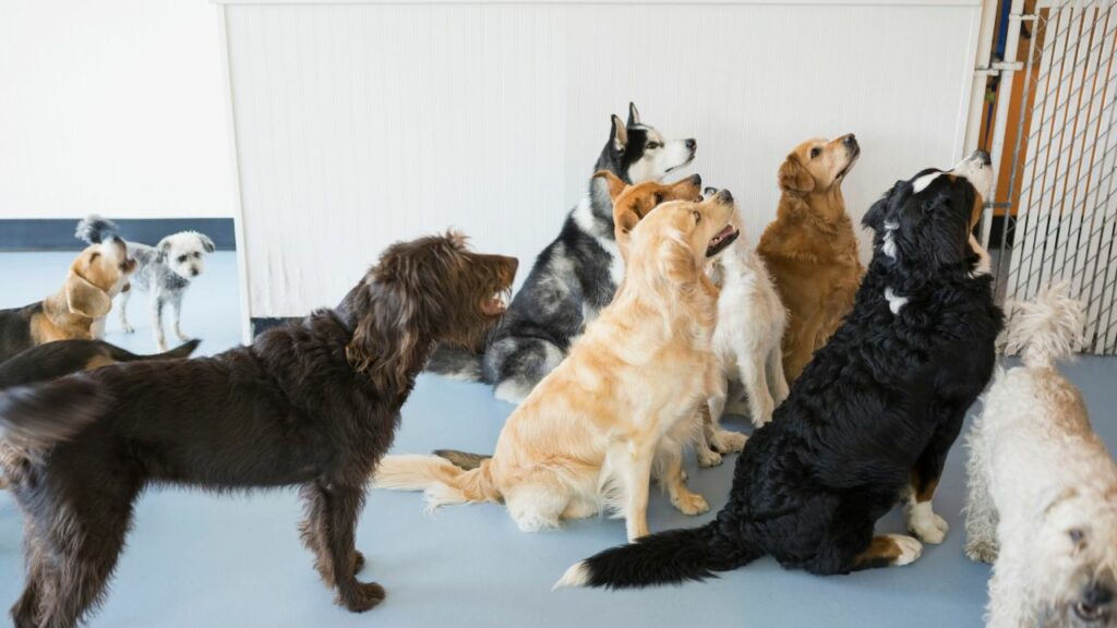 Cachorros na creche sentados esperando petisco.