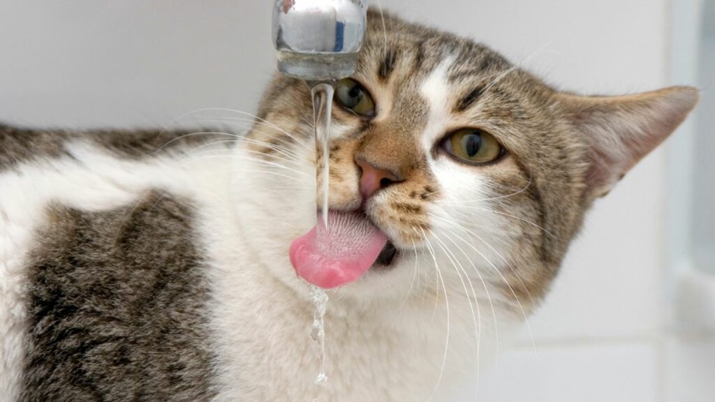 Gato branco e marrom bebendo agua na torneira.