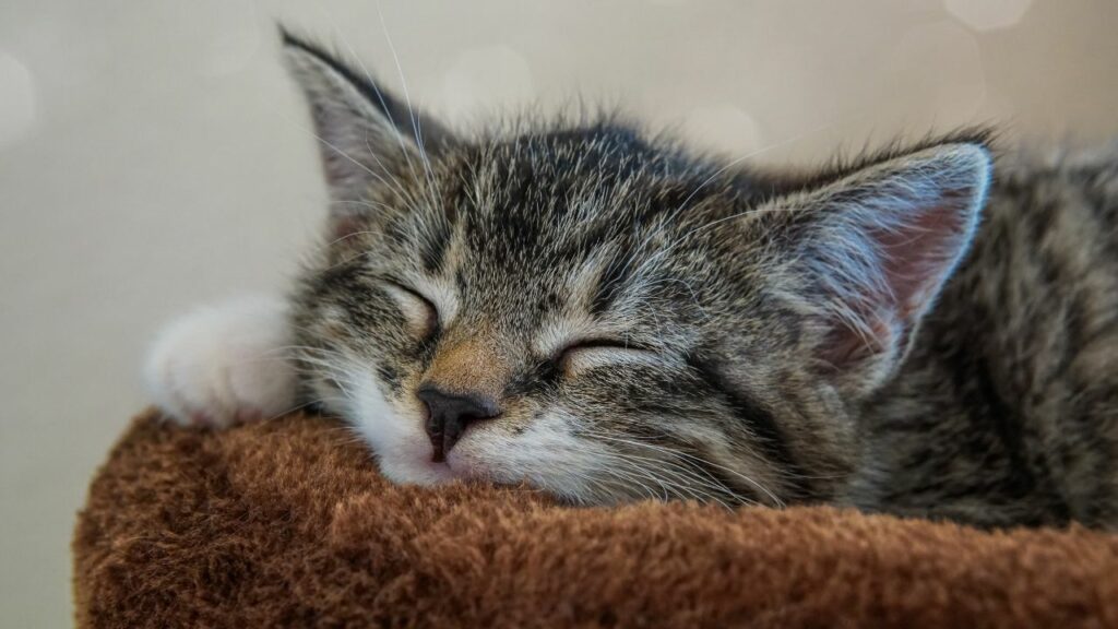 Gato cinza Rajado dormindo.