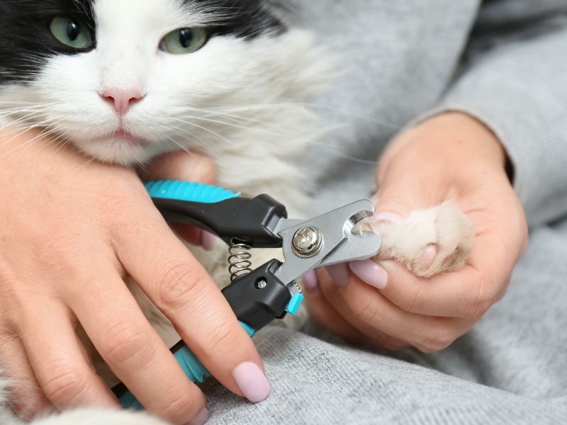 Alicate de unhas para gatos.