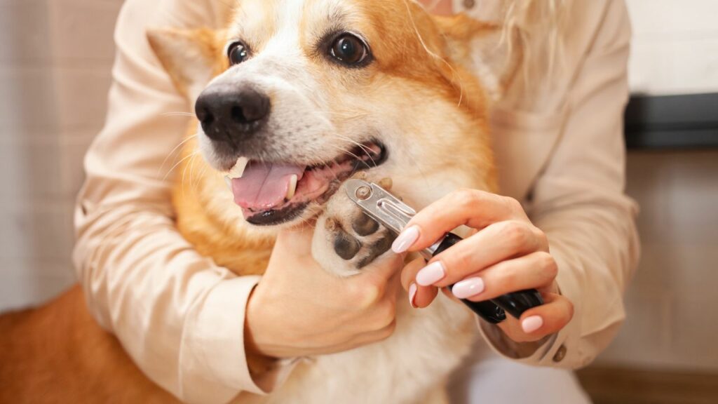 Cachorro adulto cortando unha.