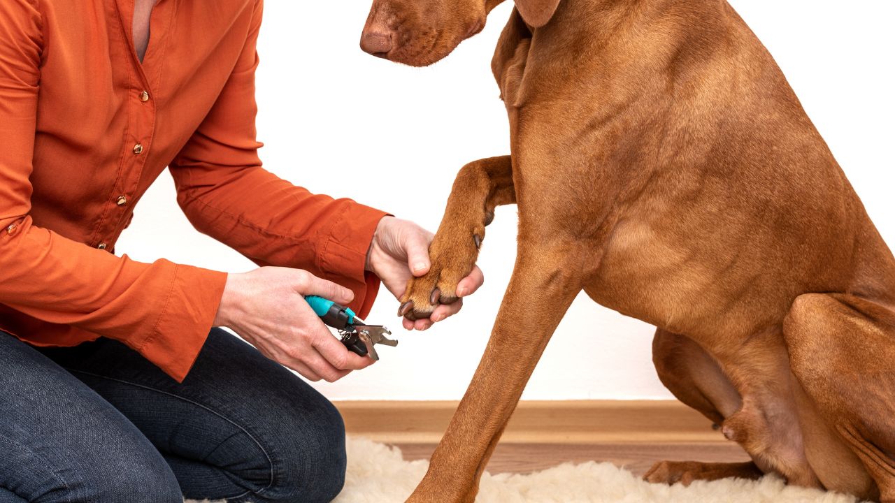 Como cortar unha de cachorro.