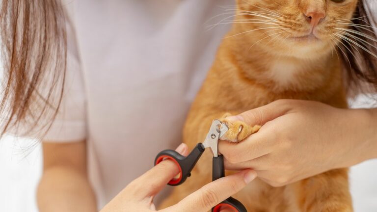 Como cortar unha de gato?