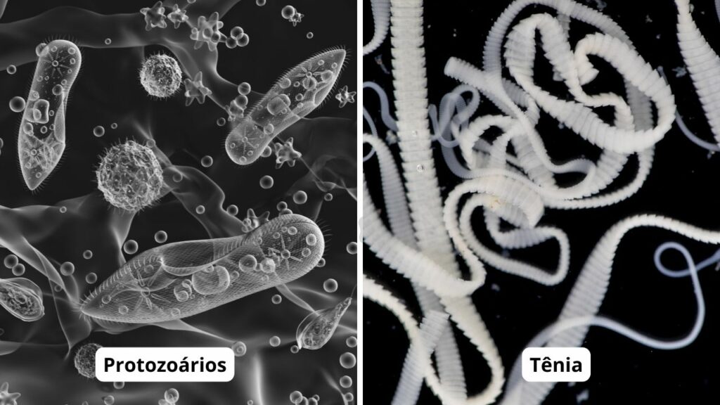 Imagem comparativa de protozoários e tênias.