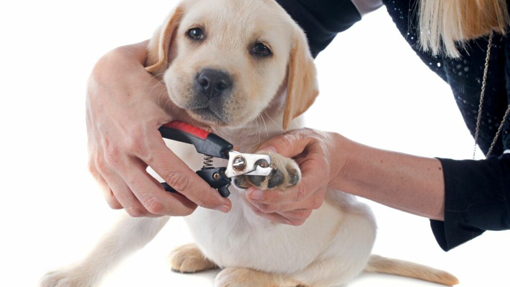 Cortando unha de cachorro filhote.