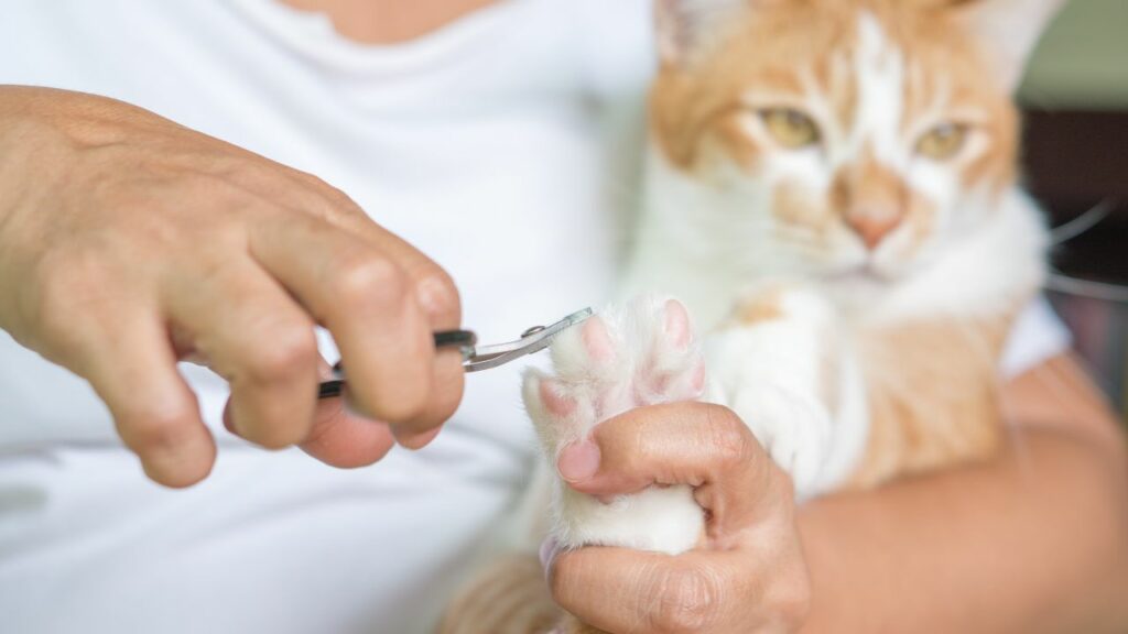 Dono cortando a unha de um gato branco e laranja.