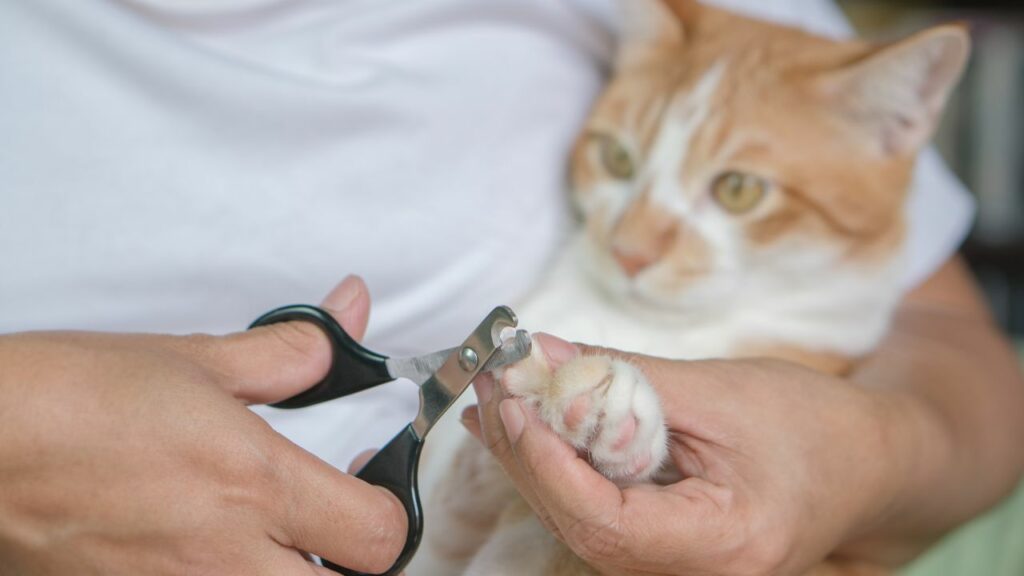 Dono cortando a unha de um gato branco e laranja.