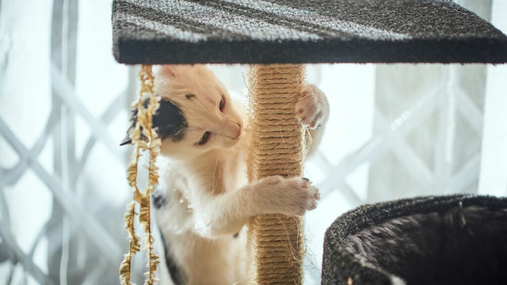 Gato filhote arranhando um arranhador.