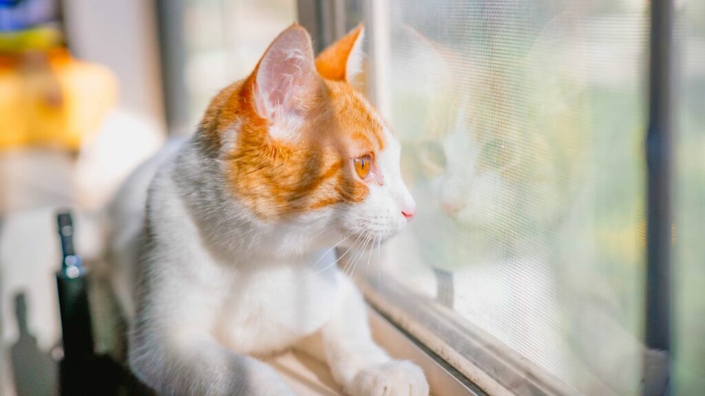 Gato laranja e branco olhando pela janela.