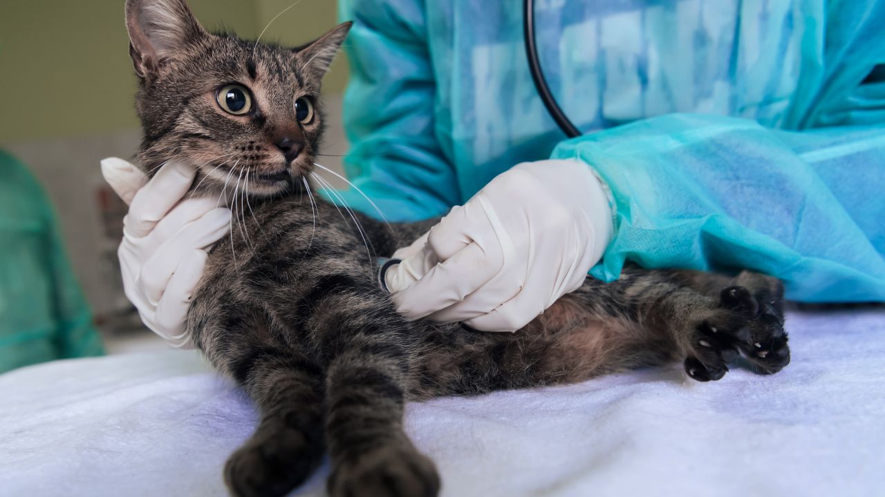 Gato Rajado sendo avaliado por médico veterinário.