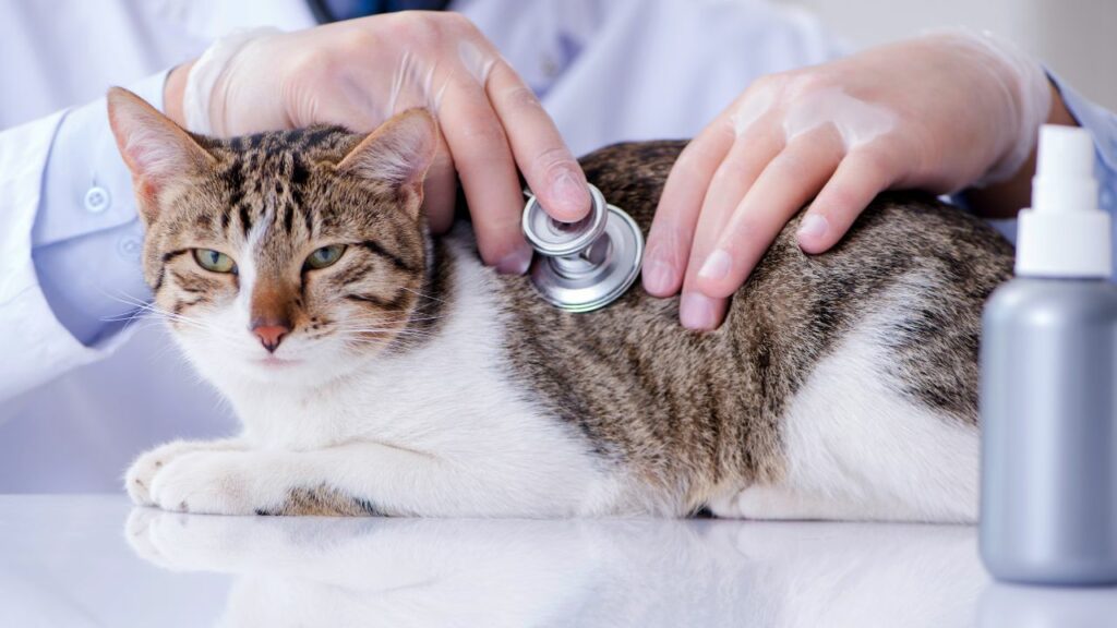Gato sendo examinado por veterinário.