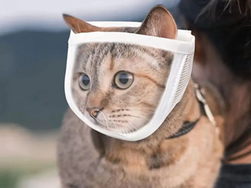 Máscara focinheira para gatos.