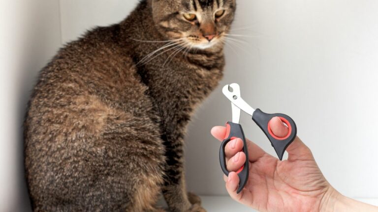 Melhores cortadores de unha para gatos.