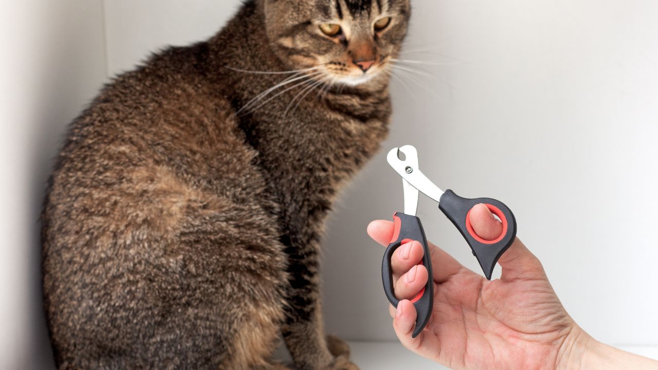 Melhores cortadores de unha para gatos.