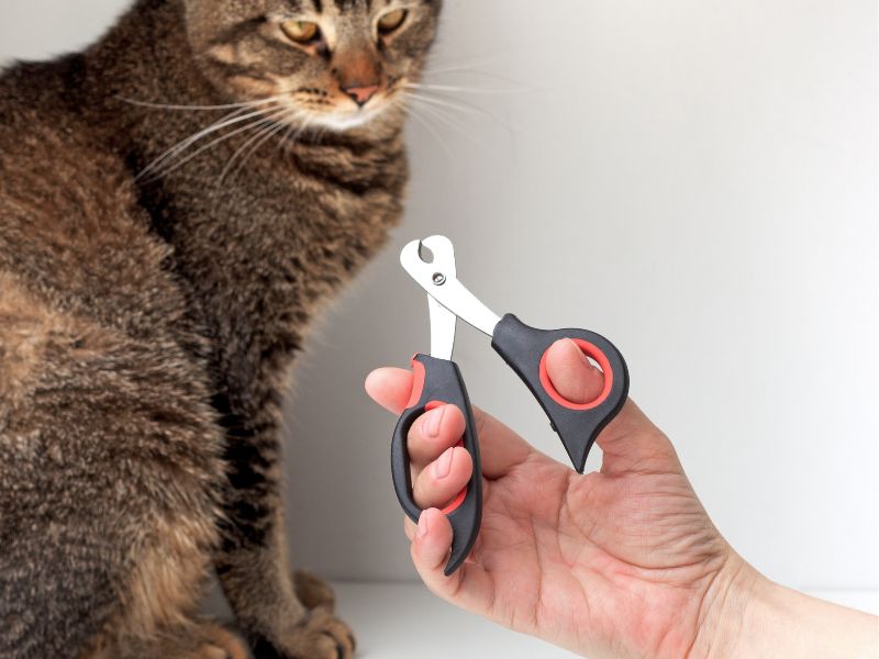 Tesoura de unha para gatos.