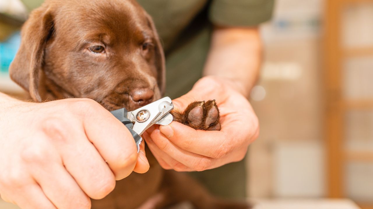 Tutora cortando unha de cachorro filhote.