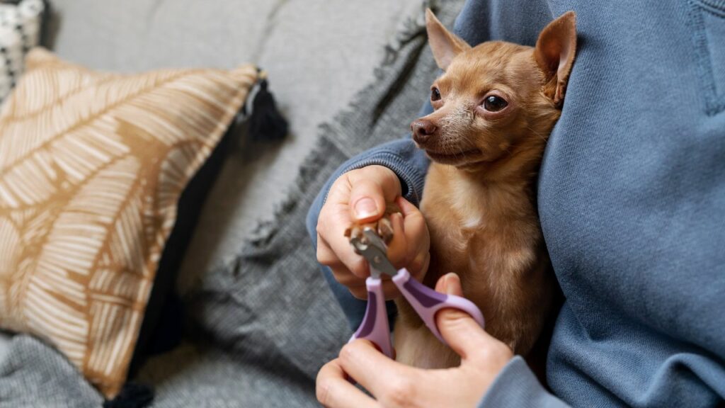 Cachorro pequeno cortando unha.