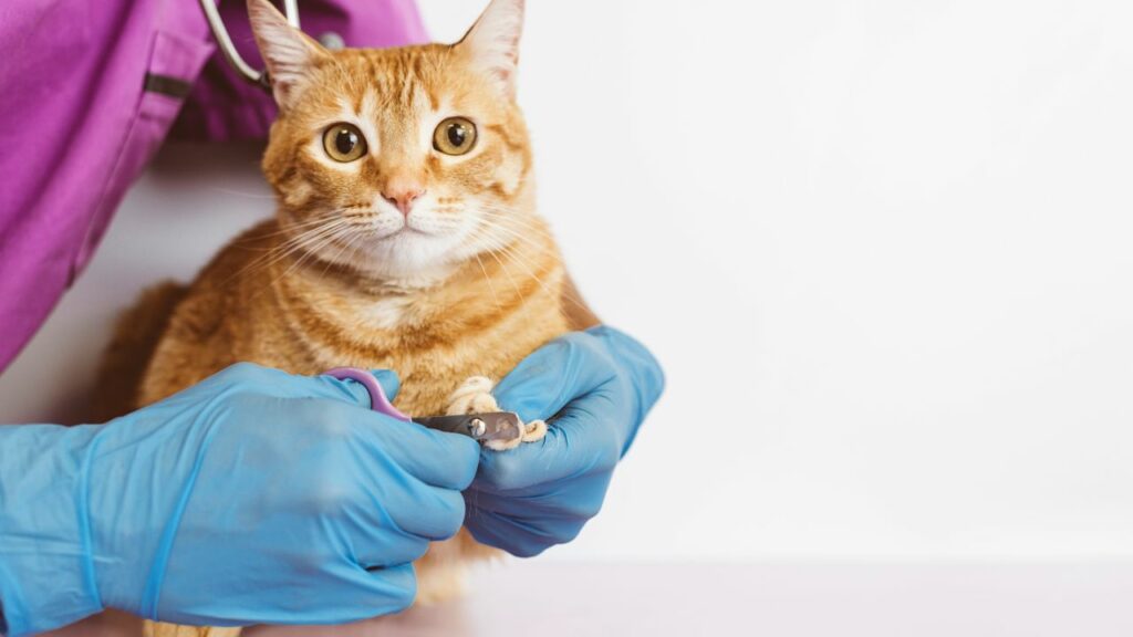 Veterinária cortando a unha de um gato.