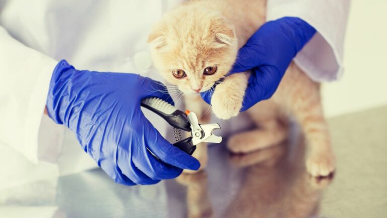 Veterinária cortando a unha de um gato filhote.