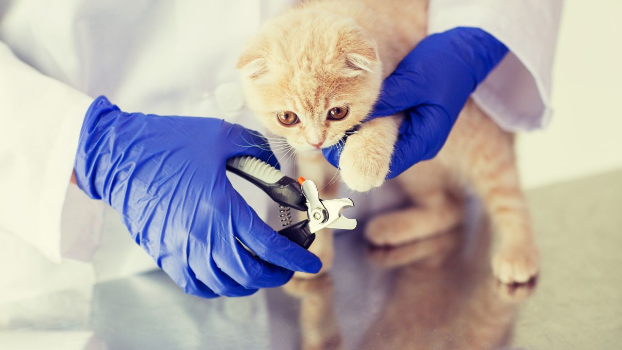 Veterinária cortando a unha de um gato filhote.