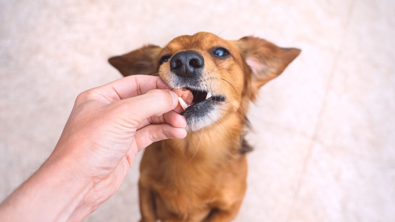 Cachorro caramelo tomando remédio.