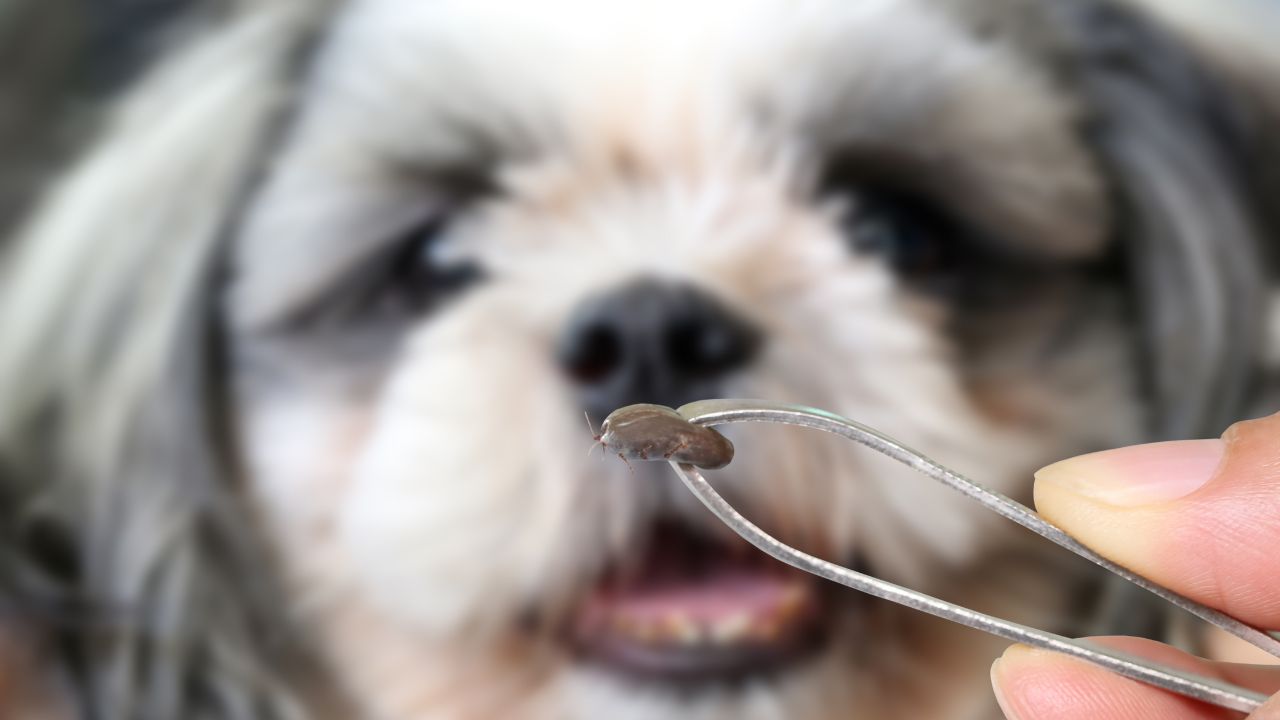 Tirando carrapato de cachorro com pinça.