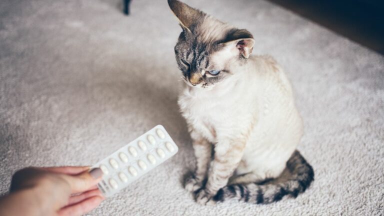 Melhores remédios para pulgas e carrapatos para gatos.